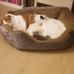 VCA Sand Lake Animal Hospital