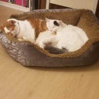 VCA Sand Lake Animal Hospital ico