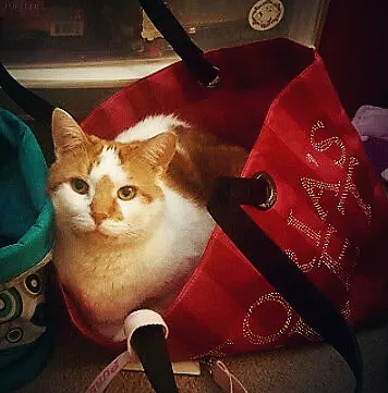 VCA Sand Lake Animal Hospital Picture 2