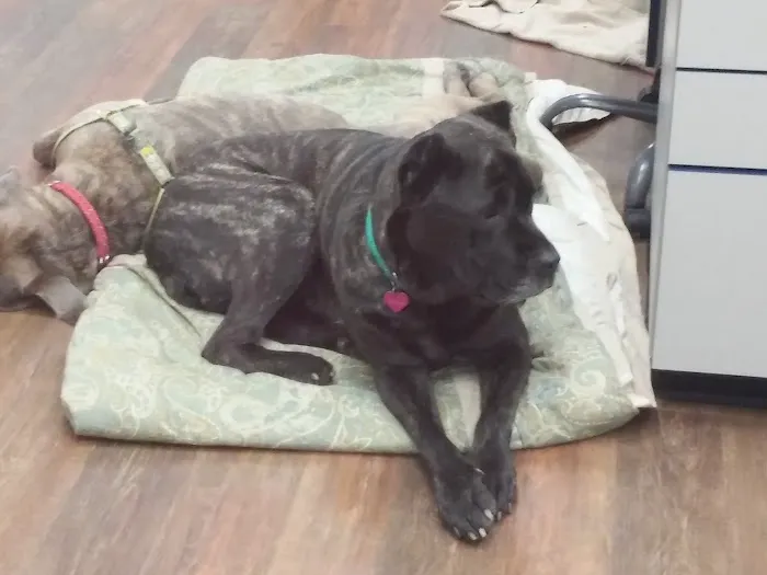 VCA Sand Lake Animal Hospital Picture 6