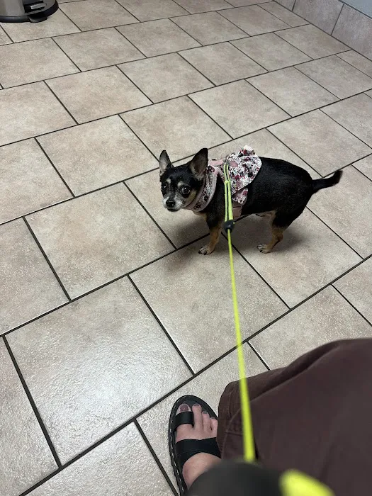 Central Animal Hospital Picture 1