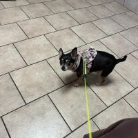 Central Animal Hospital ico
