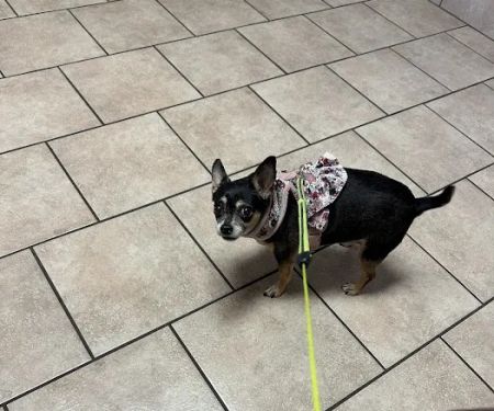 Central Animal Hospital