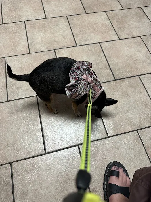 Central Animal Hospital Picture 2