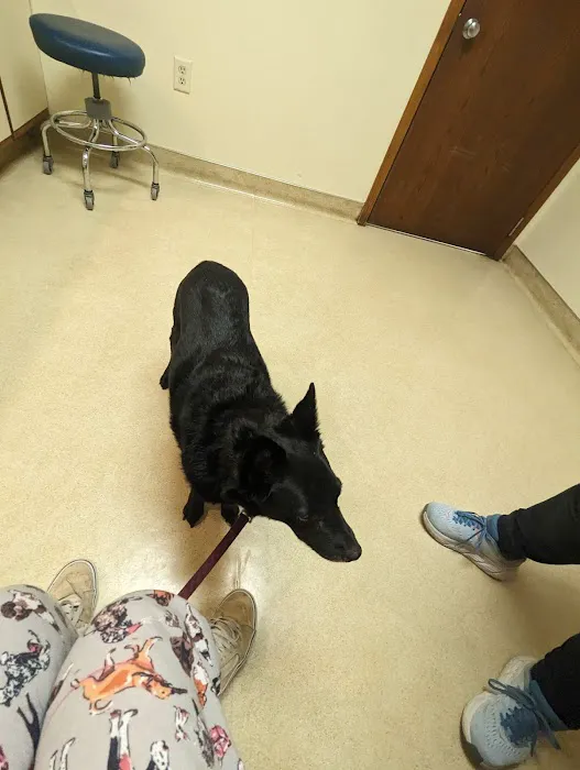 Central Animal Hospital Picture 3