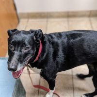 La Crescent Animal Care ico