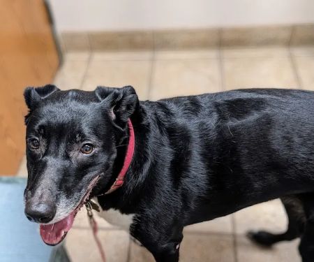 La Crescent Animal Care