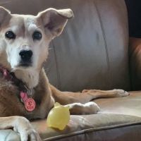 West Salem Veterinary Clinic ico