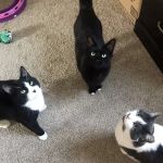 Hillside Animal Clinic