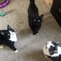 Hillside Animal Clinic ico