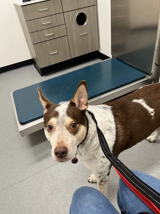 Hillside Animal Clinic Picture 8