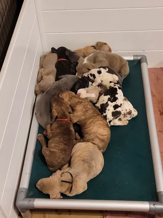 Bangor Veterinary Associates LLC Picture 1