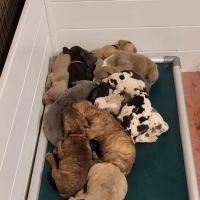 Bangor Veterinary Associates LLC ico