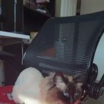 Olix Veterinary Clinic LLC