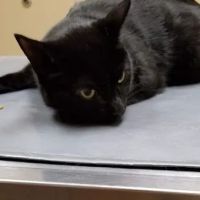 Thompson Animal Medical Center ico