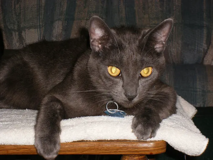 Thompson Animal Medical Center Picture 9