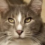 Harmony Veterinary Clinic