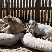 Northern Hope Veterinary Care ico