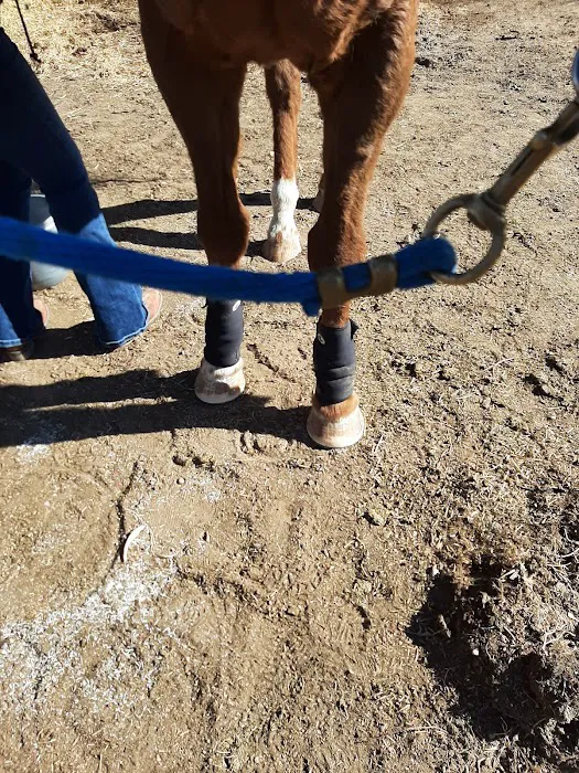 Block & Bridle Veterinary Service Picture 5