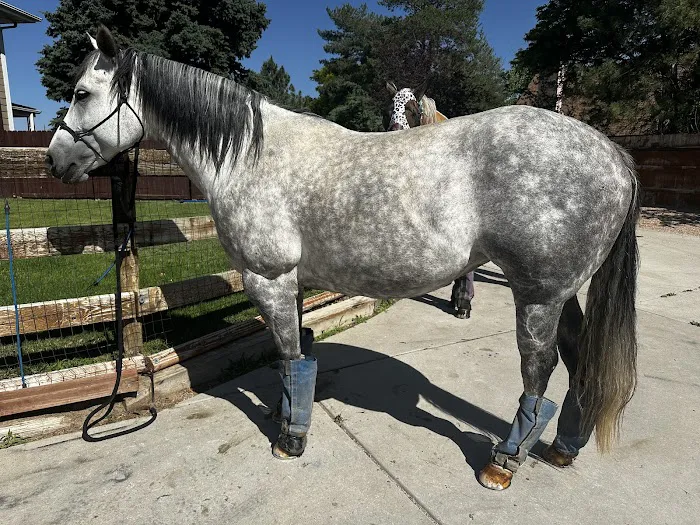 Block & Bridle Veterinary Service Picture 4