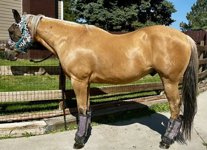 Block & Bridle Veterinary Service Picture 7