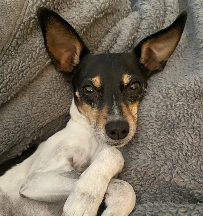 Raintree Animal Hospital Picture 3
