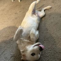 Raintree Animal Hospital ico