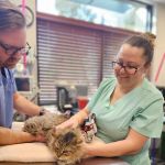 Animal Works - Veterinary Surgery