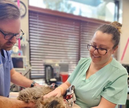 Animal Works - Veterinary Surgery