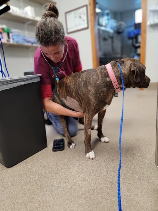 Animal Works - Veterinary Surgery Picture 6