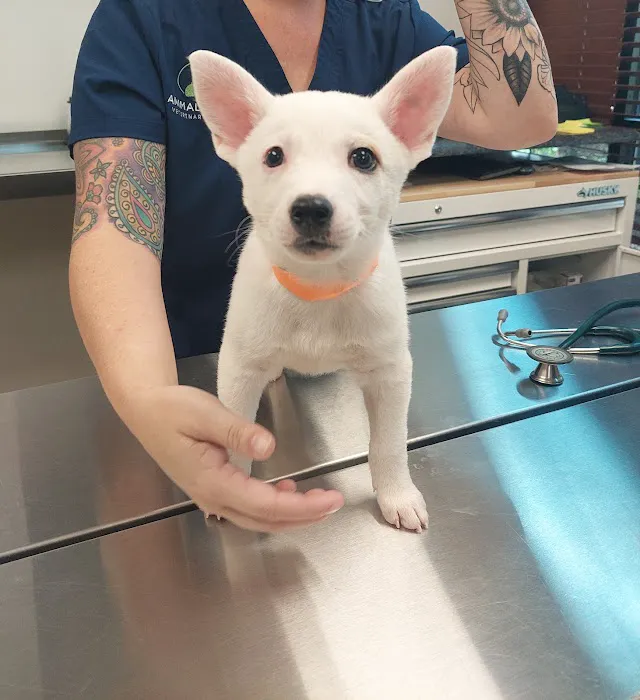Animal Works - Veterinary Surgery Picture 5