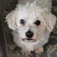 Elder Pet Care ico