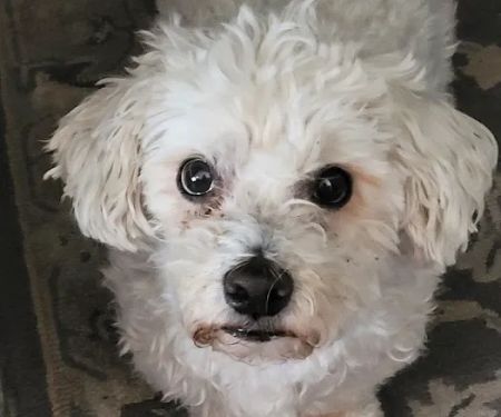 Elder Pet Care