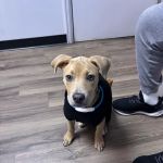 Family and Friends Veterinary Care