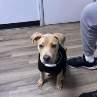 Family and Friends Veterinary Care ico