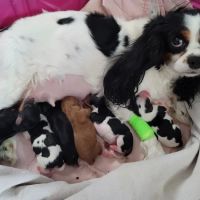 City Park Animal Clinic ico