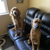 Mulnix Animal Clinic ico
