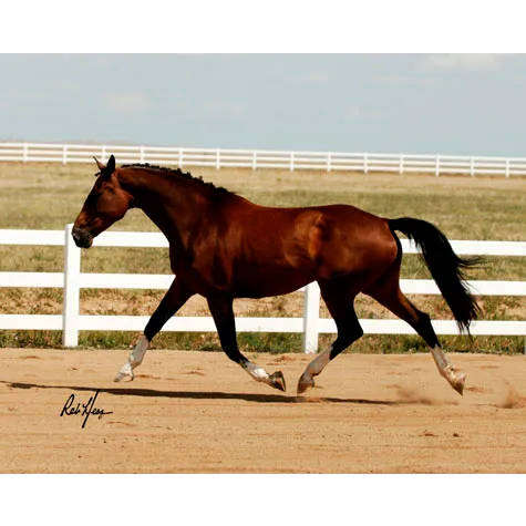Animal Medical Services of the Rockies, PC Picture 2