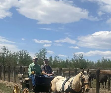 Equine Medical Services