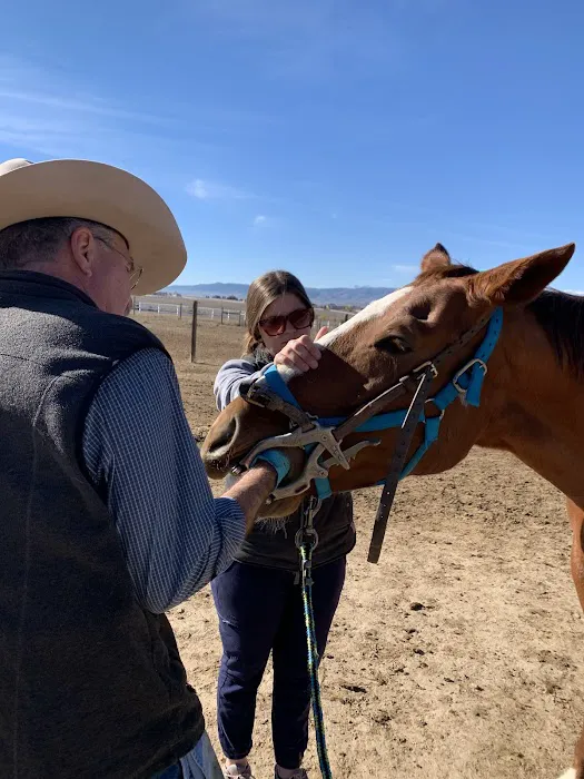 Equine Medical Services Picture 4