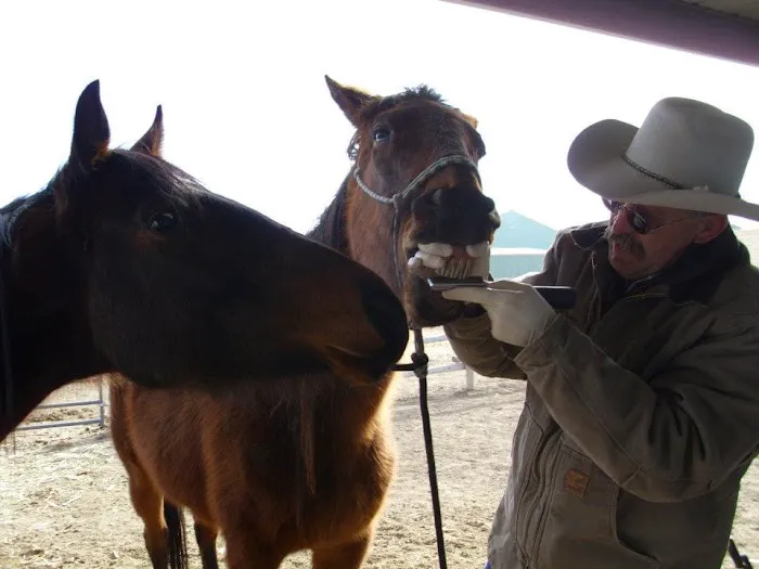 Equine Medical Services Picture 3