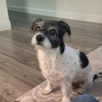 Tail Wag Inn Veterinary Hospital and Boarding Kennel ico