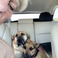 PetVet Vaccination Clinic ico