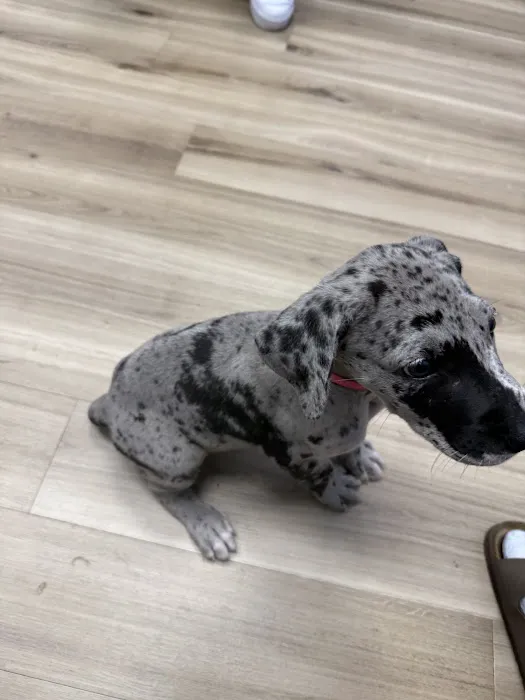 Lovet Pet Health Care - Standale Picture 9