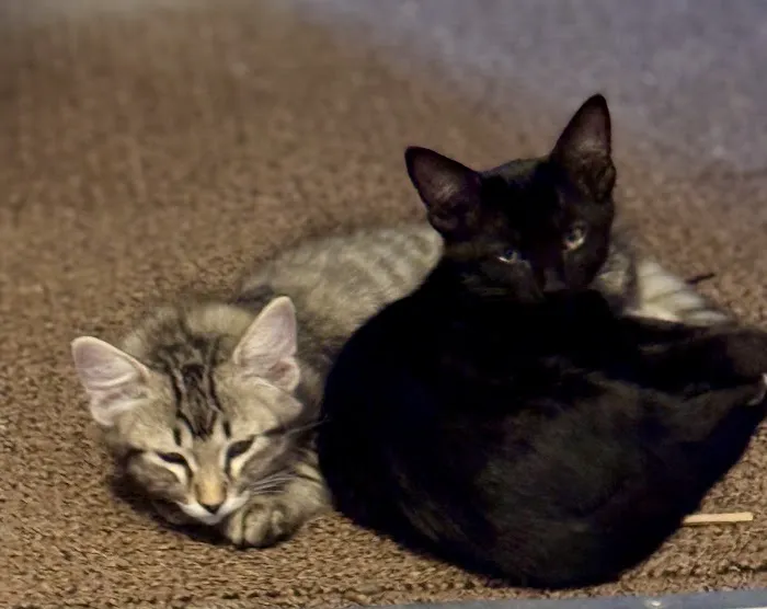 Lovet Pet Health Care - Standale Picture 8