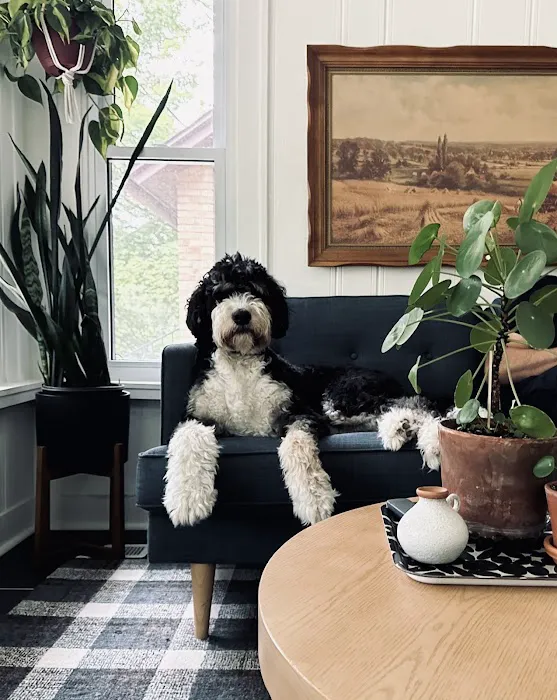 Lovet Pet Health Care - Standale Picture 7