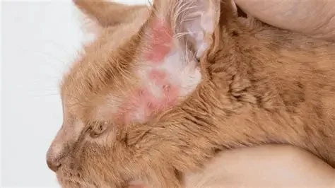 How to Identify and Treat Allergic Dermatitis in Cats | Expert Tips