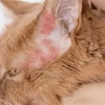 How to Identify and Treat Allergic Dermatitis in Cats | Expert Tips