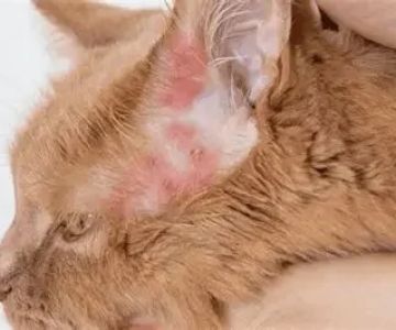 How to Identify and Treat Allergic Dermatitis in Cats | Expert Tips