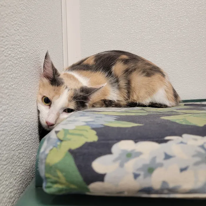 Westwood Hills Animal Hospital Picture 9